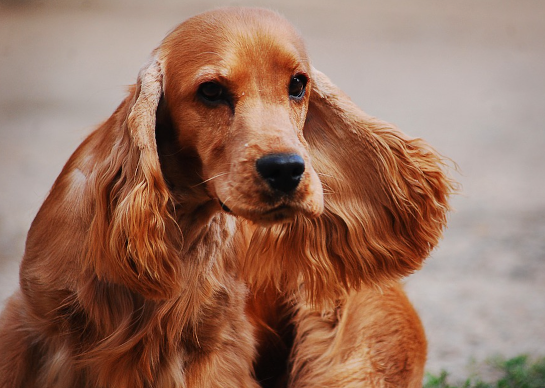 #20. English cocker spaniel (tie)